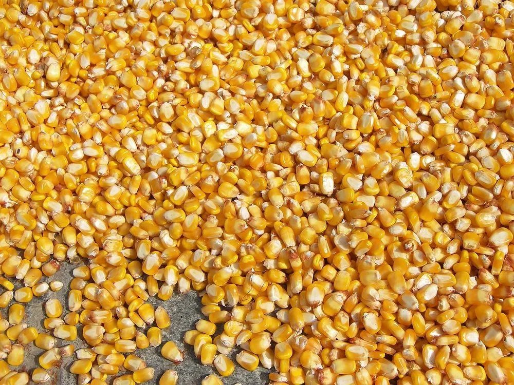 Bulk maize commodity