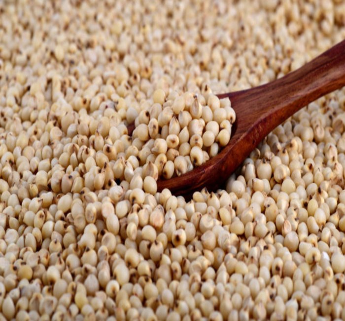Sorghum