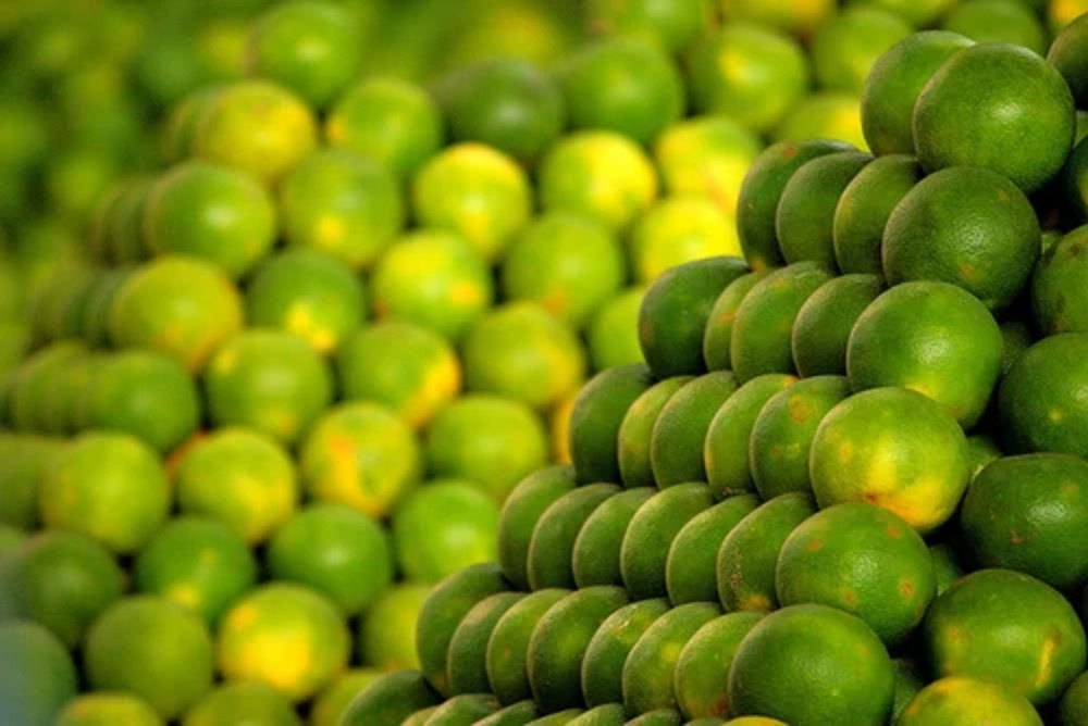 Sweet Lime - CropMatrix Agrotech export portfolio